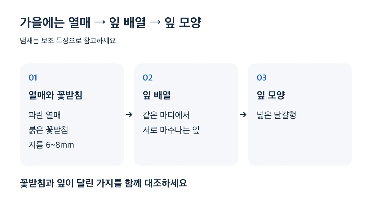 파란 열매와 붉은 꽃받침, 마주나는 잎, 넓은 달걀형 잎 순서로 대조하세요