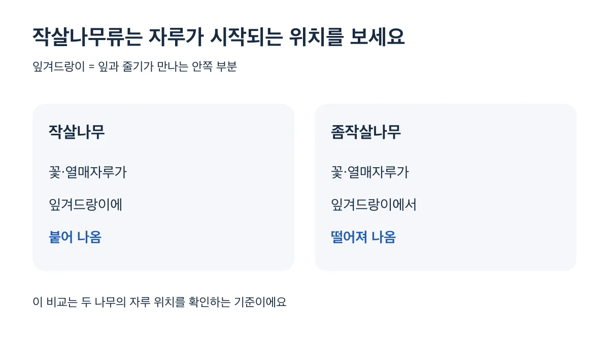 작살나무는 잎겨드랑이에 붙어 나오는 자루, 좀작살나무는 떨어져 나오는 자루로 비교하세요