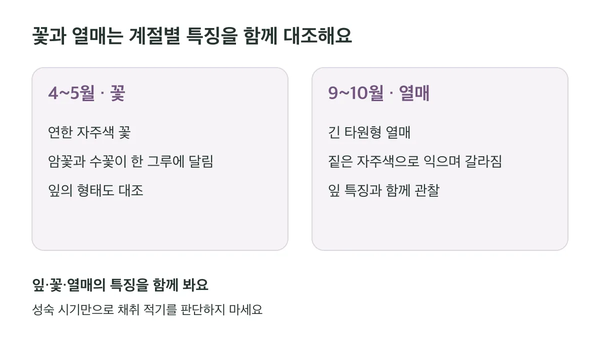 45월 꽃과 910월 열매의 특징을 잎과 함께 대조하세요