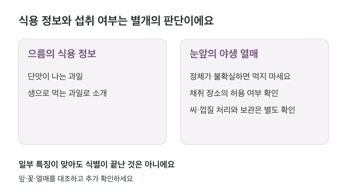 으름의 식용 정보와 눈앞의 야생 열매 섭취 여부는 별개의 판단입니다