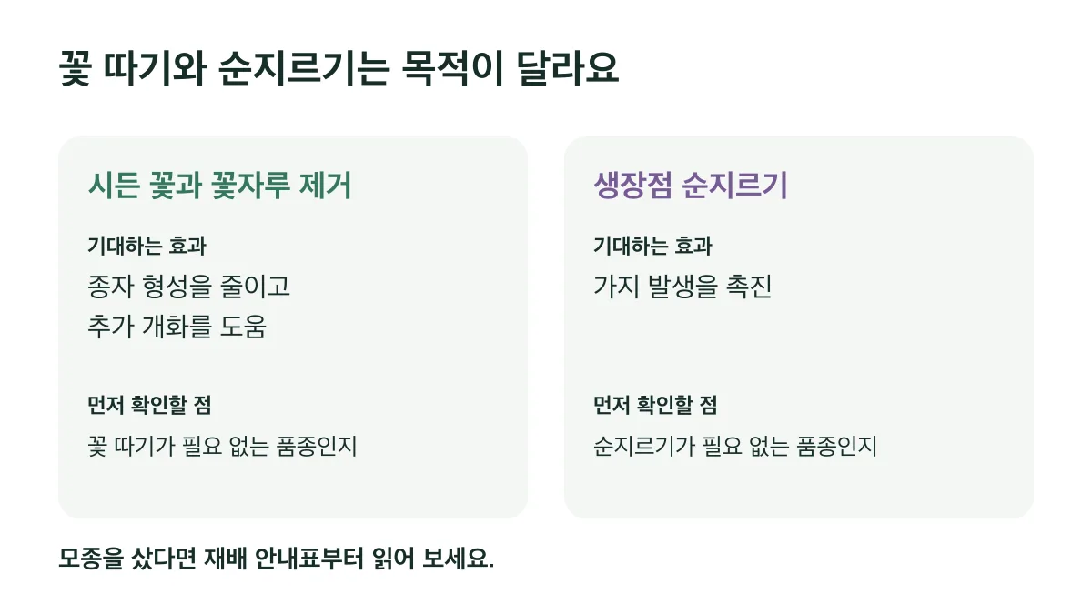 꽃과 꽃자루 제거는 추가 개화를 돕고 순지르기는 가지 발생을 촉진하며 품종별 필요 여부를 확인해요