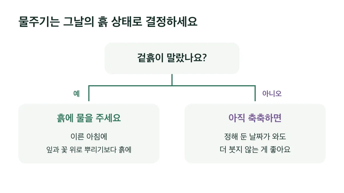 겉흙이 마르면 이른 아침 흙에 물을 주고 아직 축축하면 더 붓지 않아요