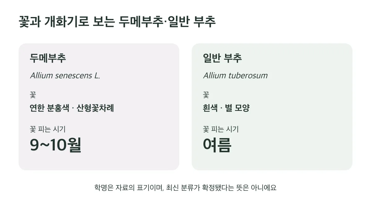 두메부추는 연한 분홍색 산형꽃차례가 9~10월에 피고 일반 부추는 흰 별 모양 꽃이 여름에 핀다