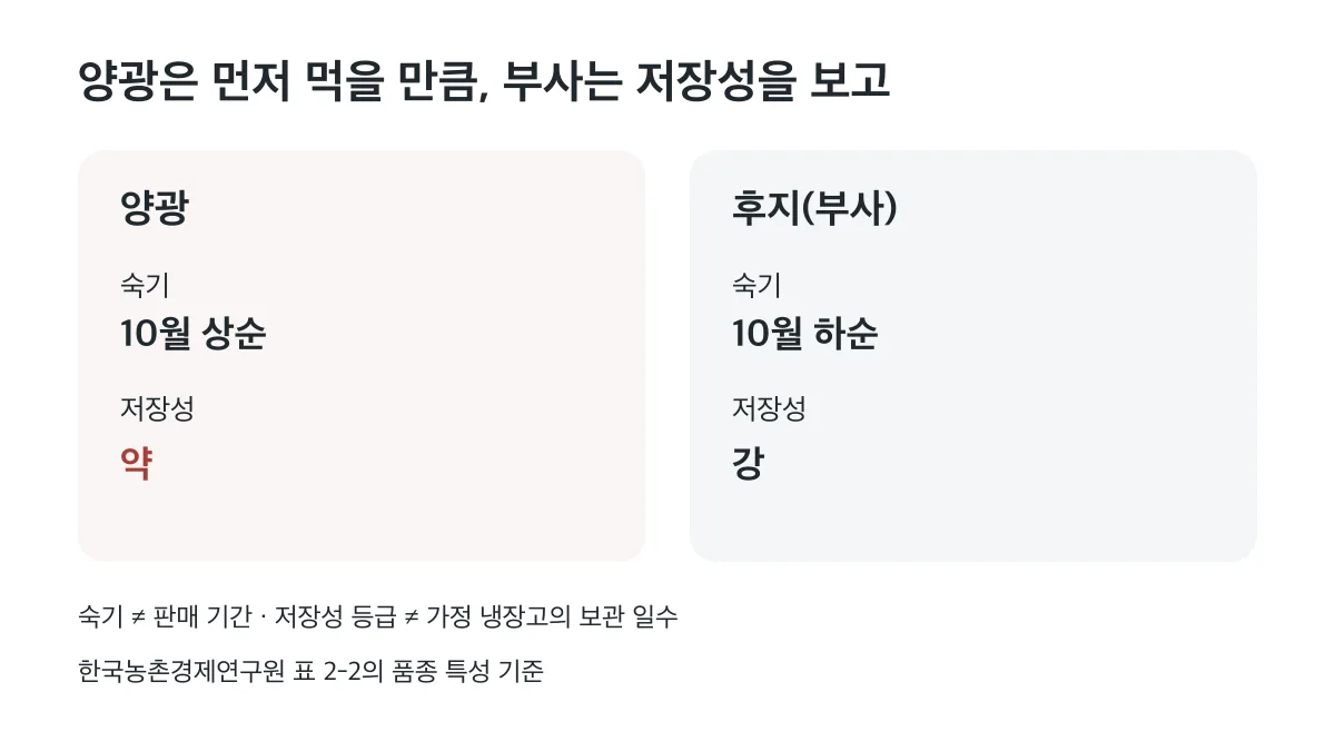 양광은 10월 상순 숙기와 저장성 약, 부사는 10월 하순 숙기와 저장성 강으로 먼저 먹을 양과 저장 목적을 구분